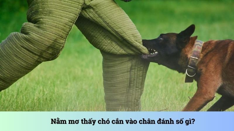 Nằm mơ thấy chó cắn vào chân đánh số gì có cơ hội trúng lớn?