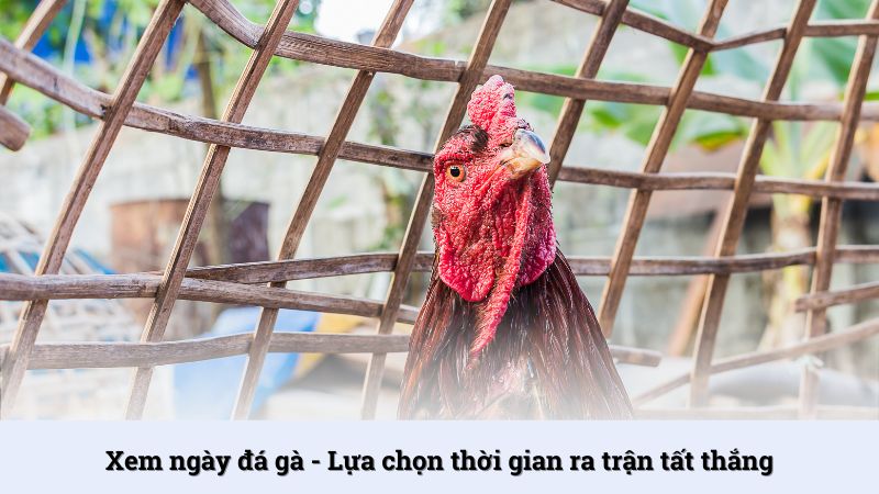 Xem ngày đá gà - Lựa chọn thời gian ra trận tất thắng