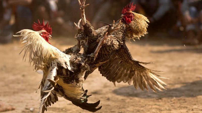 Đá gà Thomo cựa dao