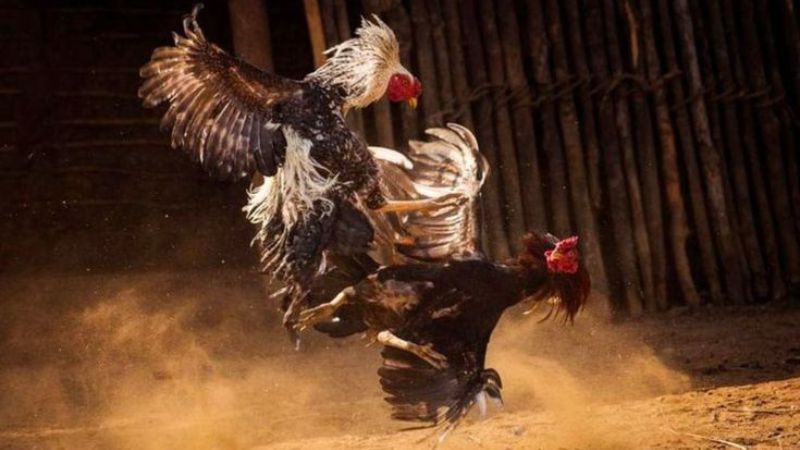 Đá gà Thomo cựa sắt
