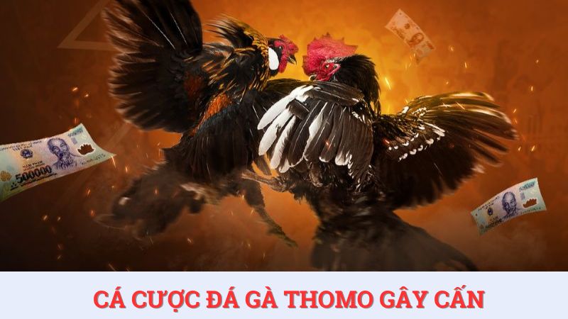 Săn thưởng cá cược đá gà Thomo trực tiếp từ đấu trường lớn